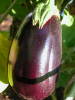 Aubergine