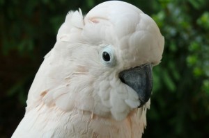 acockatoo