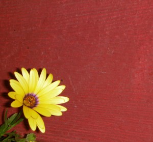 Pot marigold