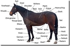 330px-Points_of_a_horse